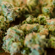 Image for article titled The Stoner Channel: Monsters Go to College, Anonymous Won't March, and the GOP Blocks MMJ